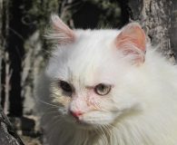 Noel Name: Noel Rasse: Perser/Norweger – Mix Alter: ca. 4 Monate Ort:...