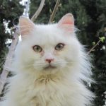 Noel14