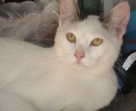 Nougat Name: Nougat Rasse: Europäisch Kurzhaar Alter: ca. 9 Monate Ort: Kreta/Griechenland...