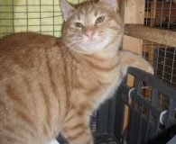 Name: Porto Rasse: Abessinier Mix Alter: ca. 8 Monate Ort: Kreta...