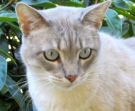 Rilke Name: Rilke Rasse: Siam Alter: ca. 2 Jahre Ort: Spanien Geschlecht:...