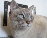 Name: Silke Rasse: Siam Alter: ca. 1,5 Jahre Ort: Spanien Geschlecht:...