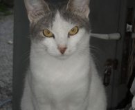 Smartie Name: Smartie Rasse: Europäisch Kurzhaar Alter: ca. 9 Monate Ort: Kreta/Griechenland...