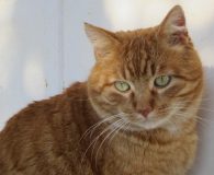 Tibet Name: Tibet Rasse: Europäisch Kurzhaar Alter: ca. 1 Jahr Ort: Spanien...