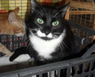Name: Timmy Rasse:  Europäisch Kurzhaar Alter:  ca. 7,5 Monate Ort: Kreta/Griechenland...