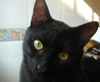 Name: Darky Rasse: Europäisch Kurzhaar Alter:  ca. 7 Monate Ort:  Spanien...