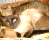 Gina und Martina Name: Gina und Martina Rasse: Siam/Europäisch Kurzhaar Alter: ca. 2 und...