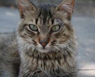 Name: Gris Rasse: Norweger-Mix Alter:  ca. 1,5 Jahre Ort:  Spanien Geschlecht:...