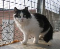 Name: Hada Rasse: Norweger-Mix Alter: ca. 1 Jahr Ort: Spanien Geschlecht:...
