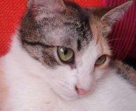 Name: Liz Rasse: Europäisch Kurzhaar Alter: ca. 7 Monate Ort:  Spanien...