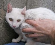 Yol Name: Yol Rasse: Europäisch Kurzhaar Alter: ca. 8 Jahre Ort: Hamburg...