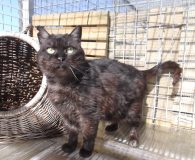Name: Agata Rasse: Europäisch Kurzhaar Alter: ca. 5 Jahre Ort: Spanien...