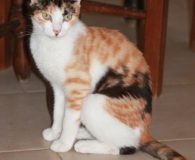 Amber Name: Amber Rasse: Europäisch Kurzhaar Alter: ca. 6 Monate Ort: Kreta/Griechenland...