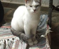 Bono Name: Bono Rasse: Europäisch Kurzhaar Alter: ca. 8 Monate Ort: Kreta/Griechenland...