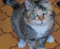 Briciola Name: Briciola Rasse: Europäisch Kurzhaar Alter: ca. 3 Jahre Ort: Ludwighafen...