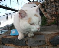 Elektra Name: Elektra Rasse: Europäisch Kurzhaar Alter: ca. 4 Jahre Ort: Griechenland/Kreta...