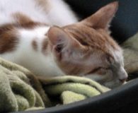 Name: Emilio Rasse: Europäisch Kurzhaar Alter: ca. 1 Jahr Ort: Spanien...