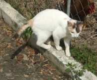 Lulu Name: Lulu Rasse: Europäisch Kurzhaar Alter: ca. 3 Monate Ort: Kreta/Griechenland...