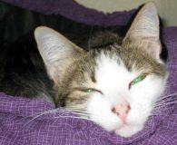 Manolita Name: Manolita Rasse: Europäisch Kurzhaar Alter: ca. 2 Jahre Ort: Berlin...