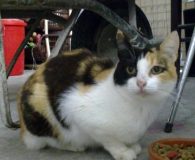 Melodia Name: Melodia Rasse: Europäisch Kurzhaar Alter: ca. 1 Jahr Ort: Spanien...