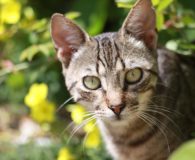 Monty Name: Monty Rasse: Europäisch Kurzhaar Alter: ca. 7 Monate Ort: Kreta/Griechenland...