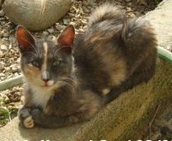 Bubble und Muffin Name: Bubble und Muffin Rasse: Europäisch Kurzhaar Alter: ca. 5 Monate...