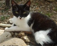 Name: Topas und Opal Rasse: Europäisch Kurzhaar Alter: ca. 6 Monate...