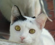 Rocky Name: Rocky Rasse: Europäisch Kurzhaar Alter: 2 Jahre Ort: Spanien Geschlecht:...