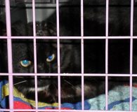 Name: Van Gogh Rasse: Europäisch Kurzhaar Alter: ca. 2-3 Jahre Ort:...