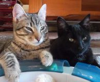 Name:  Libert und Maximo Rasse:  Europäisch Kurzhaar Alter:  ca. 10 Monate...