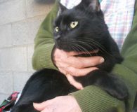 Neki Name: Neki Rasse: Europäisch Kurzhaar Alter: ca. 2 Jahre Ort: Spanien...