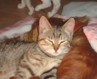 Tabs und Tigger Name: Tabs und Tigger Rasse: Europäisch Kurzhaar Alter: ca. 5 Monate...