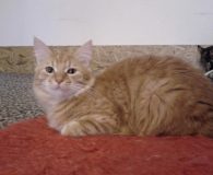 Aky aus Bukarest hat aktuell eine Anfrage und auf jeden Fall eine PS Name: Aky Geschlecht: männlich, kastriert Alter: geb. ca. September 2011 Haltung: Wohnungshaltung gewöhnt Besonderes: kennt und...