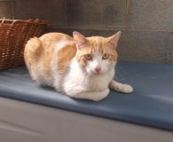 Name: Aygor Rasse: Europäisch Kurzhaar Alter: ca. 2 Jahre Ort: Spanien...