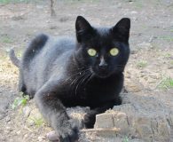 Chantal Name: Chantal Rasse: Europäisch Kurzhaar Alter: ca. 7 Monate Ort: Spanien...