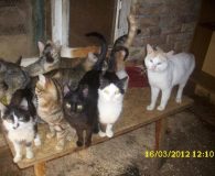 Tiernothilfe Bulgarien: Viele Schmusetiger warten noch auf Ihre Chance!!!!!! Wir starten einen neuen Aufruf für die Katzen. Vanya von der...
