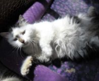 Name: Elisa Rasse: Norweger/Langhaarmix Alter: ca. 1 Jahr Ort: Bulgarien Geschlecht:...