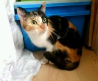 Name: Lotta und Julchen Rasse: Eurpäisch Kurzhaar Alter: ca. 1 Jahr...