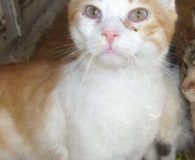 Name: Gina Rasse: Europäisch Kurzhaar Alter: ca. 1 Jahr Ort: Bulgarien...
