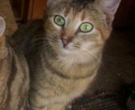 Name: Janika Rasse: Europäisch Kurzhaar Alter: ca. 1 Jahr Ort: Bulgarien...