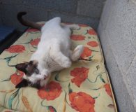Name: Minu Rasse: Siam-Mix Alter: noch nicht bekannt Ort: Spanien Geschlecht:...