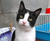 Name: Morera Rasse: Europäisch Kurzhaar Alter: ca. 1 Jahr Ort: NRW...