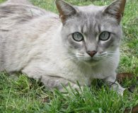 Rilke Name: Rilke Rasse: Siam Alter: ca. 2 Jahre Ort: Spanien Geschlecht:...