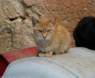 Die Katzen vom TH Poitiers in Frankreich wollen leben!!!! Die Katzen von Poitiers wollen...