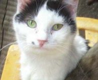 Name:  Fany Rasse:  Europäisch Kurzhaar Alter:  ca. 1 Jahr Ort:  Bulgarien...