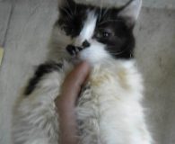 Name: Fussel Rasse: Norweger/Langhaarmix Alter: ca. 1 Jahr Ort: Bulgarien Geschlecht:...