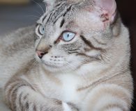 Name: Nikko Rasse: Siam-Mix Alter: 2 Jahre Ort: Dortmund Geschlecht: männlich...