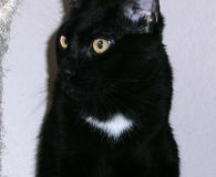 Omar Name: Omar Rasse: Europäisch Kurzhaar Alter: ca. 1 Jahr Ort: NRW...