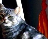 Name: Bacardi und Fenya Rasse: Persermix/Europäisch Kurzhaar Alter: 11 und 8...