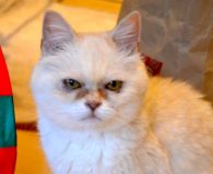 Name: Baileys Rasse: Britischkurzhaarmix Alter: ca. 6 Jahre Ort: Deutschland /NRW/Köln...